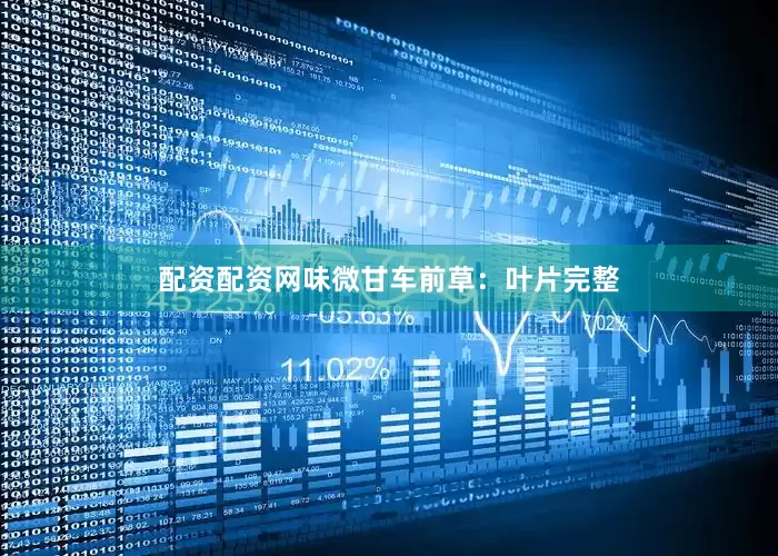 配资配资网味微甘车前草：叶片完整