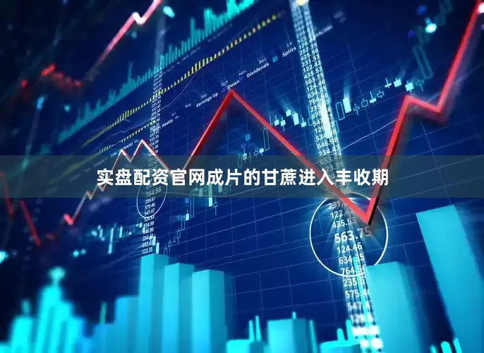 实盘配资官网成片的甘蔗进入丰收期